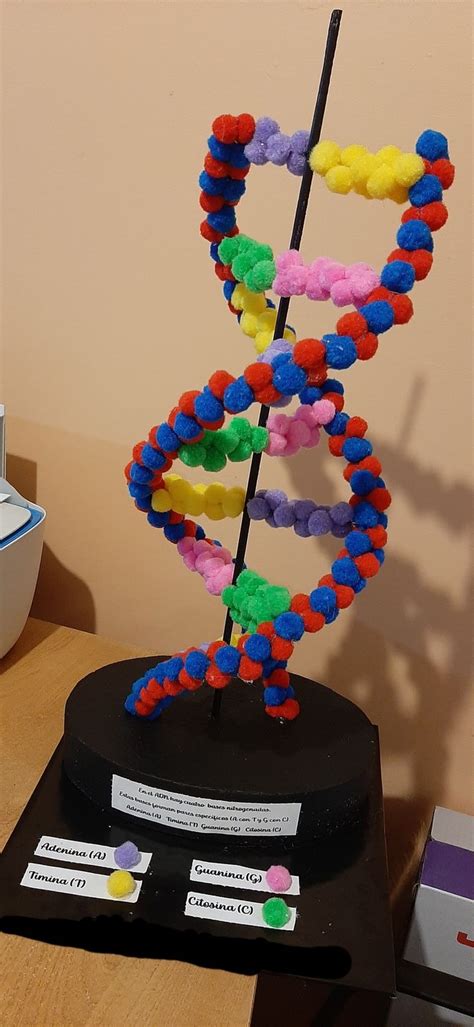 Maqueta ADN | Maquetas adn, Modelo de adn, Maquetas de celulas