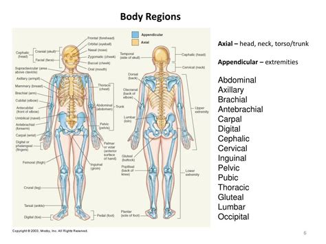 PPT - Organization of the Body Chapter 1 Anatomy & Physiology Ms. Roden ...