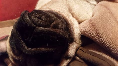 Little Pug snoring - YouTube