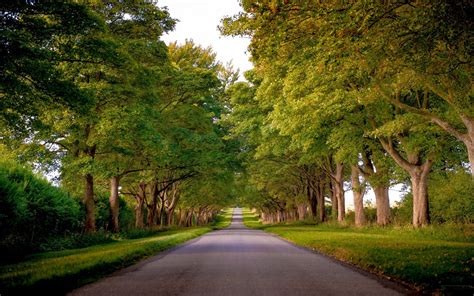 Sfondi : luce del sole, paesaggio, foresta, giardino, natura, parco, strada, verde, mattina ...