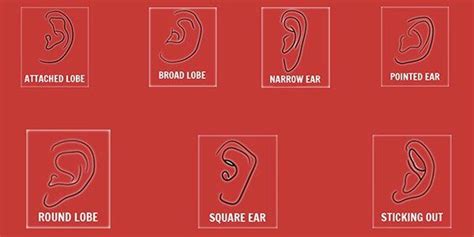 The 7 Types of Earlobes and the Secrets They Reveal About Your Personailty - Cosmopolitan India