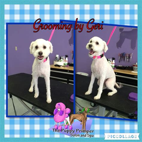 Maltipoo | Dog grooming salons, Puppies, Dog grooming