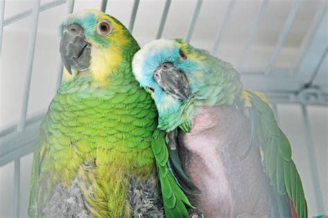 Adopting a Rescue Parrot - dummies