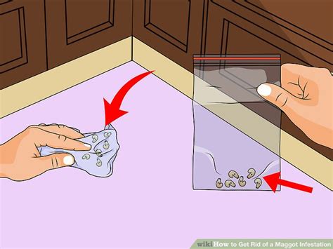 4 Ways to Get Rid of a Maggot Infestation - wikiHow