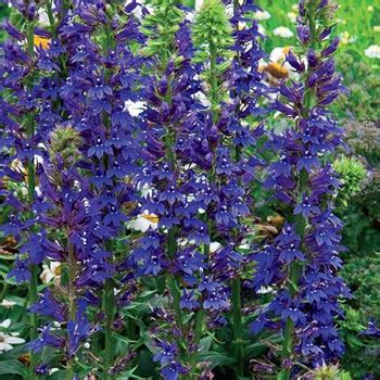 Blue Cardinal Flower | Michigan Bulb Company