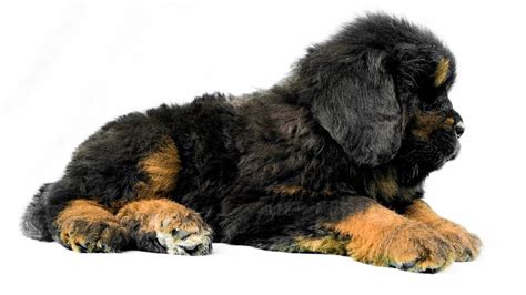 Tibetan Mastiff puppy for sale | +919417730301 | HKKTMs - YouTube