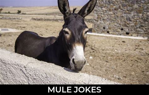 53+ Mule Jokes And Funny Puns - JokoJokes