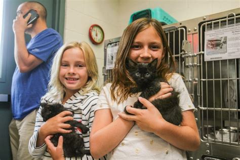 Castaic Animal Shelter opens its door for first ever Kitten Show ...