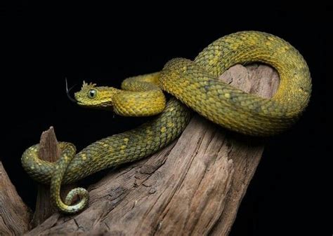 Atheris ceratophora | Животные