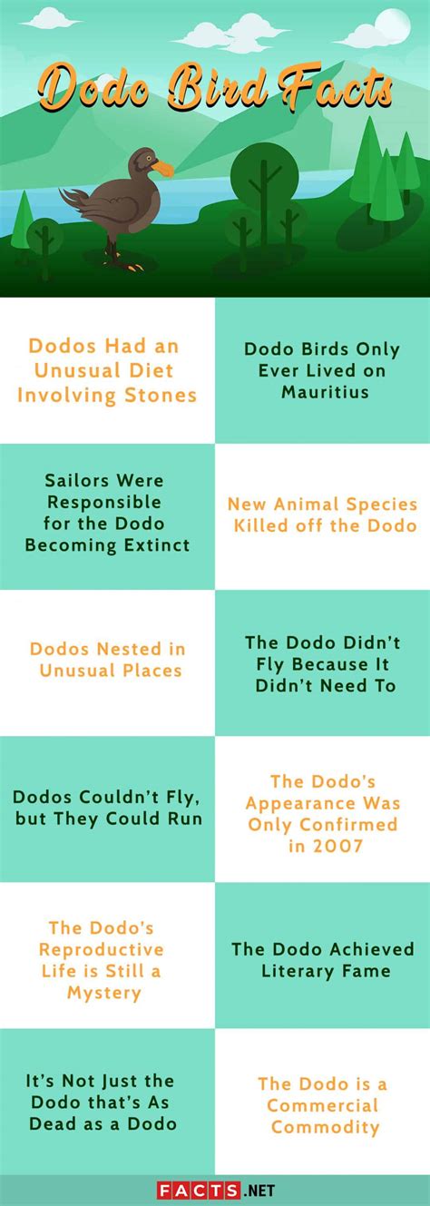 Dodo Bird Facts: Habitat, Diet, Extinction & More | Facts.net - Facts.net