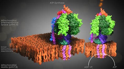 ATP Synthase: World's Smallest Motor : Plantlet