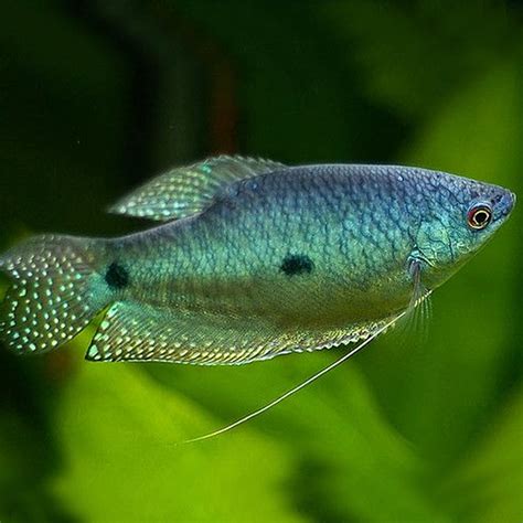 Buy Three Spot Gourami... Fast, Professional Service