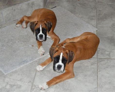 European Boxer Puppies - AKC Champion Lineage, Health Tested Parents! for Sale in East Missoula ...