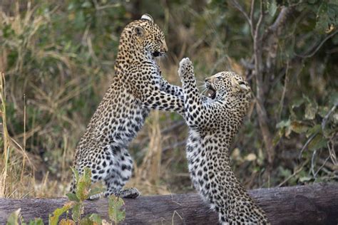 Leopard Cub : Suzi Eszterhas Photography | Wilderness