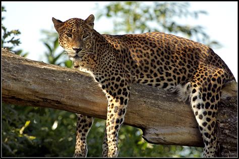 Sri Lankan Leopard by cycoze on DeviantArt