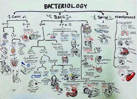 Usmle notes : USMLE MICROBIOLOGY charts, tables, notes, uworld notes, first aid notes