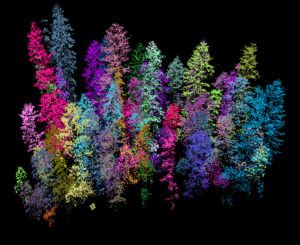 3D Mapping of Forests at Large Scale with Lidar | In the Scan