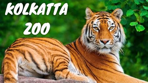 Alipore Kolkata Zoo India *HD* Bengal Tiger Leopard Hippopotamus - YouTube