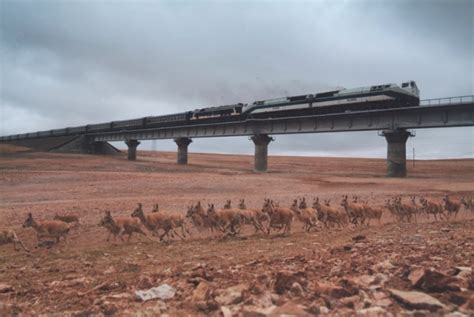 The Construction History of Qinghai-Tibet Railway | WindhorseTour ...