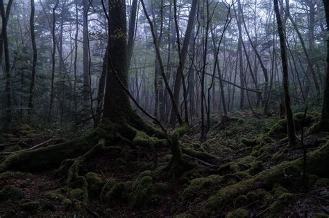 Aokigahara, Japan- The Suicide Forest & Its Mysteries