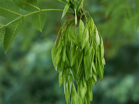 Ash - A Foraging Guide to Its Food, Medicine and Other Uses