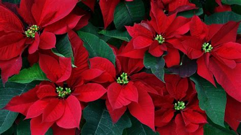 Poinsettia Wallpaper