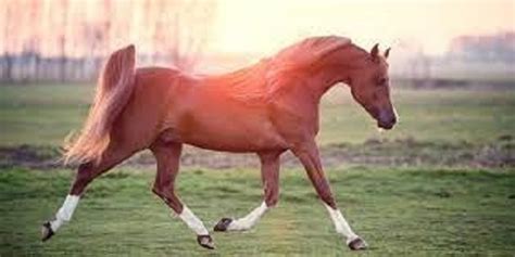 Three Popular Horse Breeds in the UK and Their Personalities - Local ...