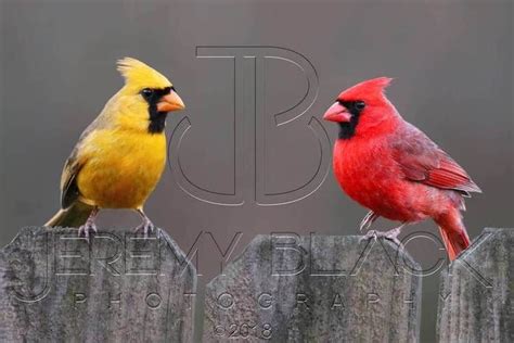 Extremely Rare Yellow Cardinal Spotted at Backyard Feeder in Alabama | Beautiful birds, Pet ...