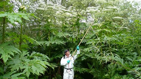 Invasive Species of the Hudson Valley - Kalleco Nursery Corp.