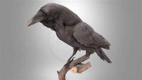 Common raven - Download Free 3D model by Virtual Museums of Małopolska ...