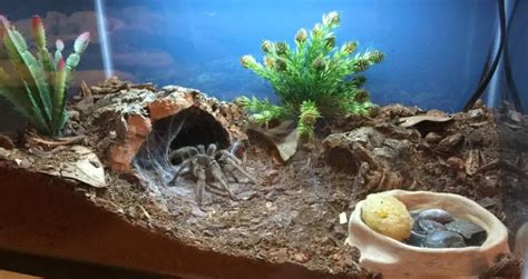 Terrestrial Tarantula Enclosure: Ultimate Layout & Supplies Guide ...