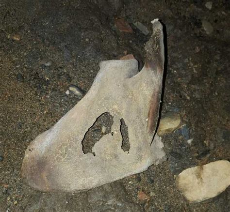 Boy, 12, finds human skull, bones at Folsom Lake