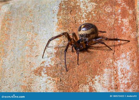 Steatoda Spider