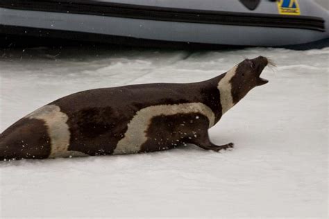 The Ribbon Seal: The Seal with Stripes | The Ark In Space