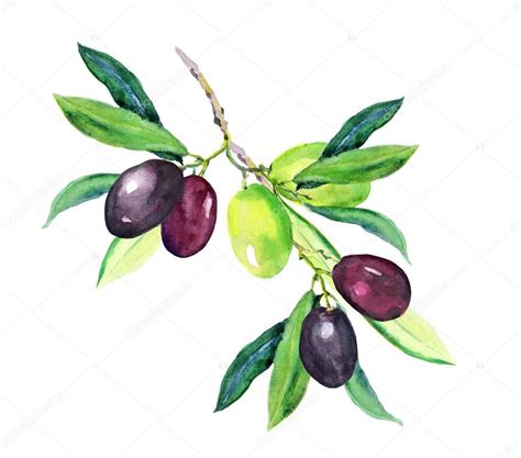 Olive branch - green, black olives. Watercolor — Stock Photo © zzzorikk ...