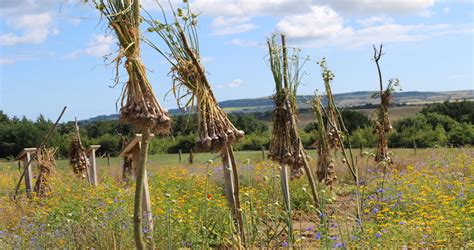 Isle of Wight Garlic Farm - The Foodie Travel Guide