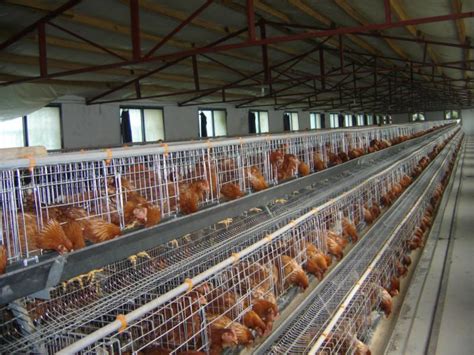 What are the advantages of chicken cages farming?