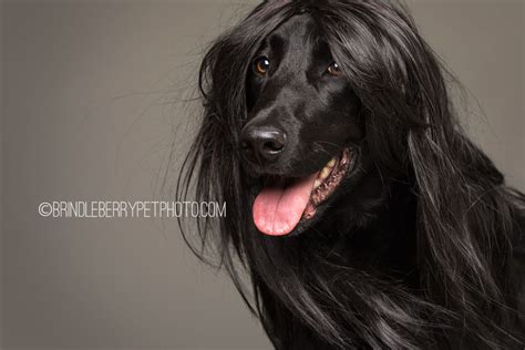 Dogs Showcase The Latest Trends In Human Hair And We Think They Look ...