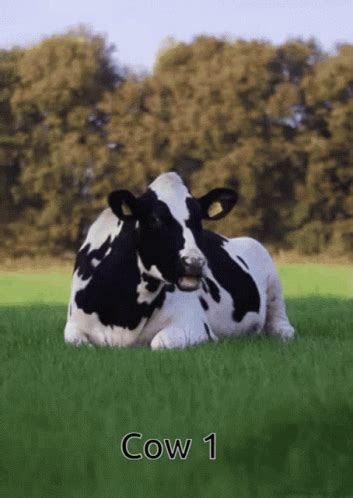 Cow Cow1 GIF - Cow Cow1 Cowcord - Discover & Share GIFs