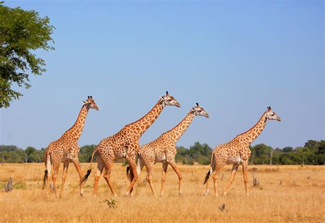 Wildlife of Zambia | TravelLocal