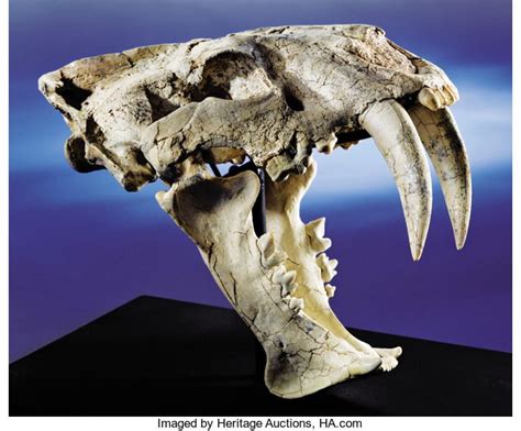 Fossils:Mammals, AN EXTREMELY RARE SABER-TOOTH TIGER SKULL ...