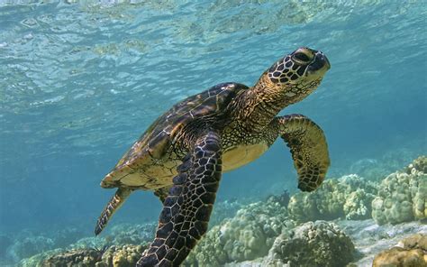 Penyu Hijau (Chelonia mydas) - Ulya Days