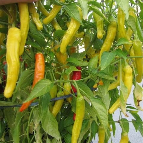 Hot Pepper - Hungarian Yellow Wax - St. Clare Heirloom Seeds