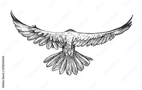 Sketch of flying raven. Hand drawn illustration converted to vector ...