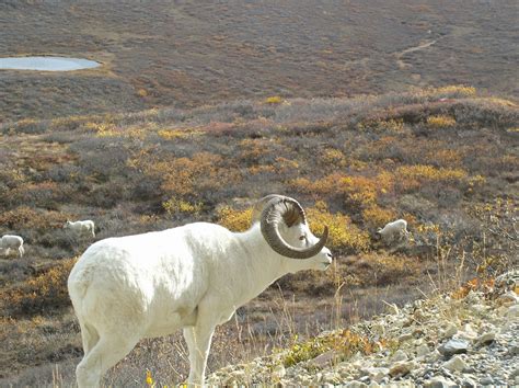 Free photo: Dall Sheep - Animal, Group, Nature - Free Download - Jooinn