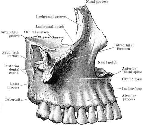 Nasal cavity & paranasal sinuses:Bones & Foramina/Canals:Maxilla ...