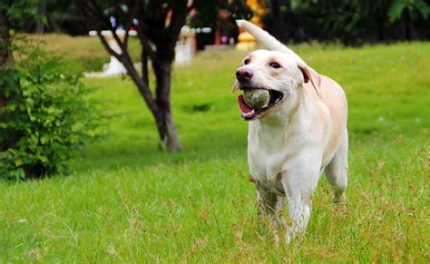 Meet the Yellow Lab: From Looks to Loveable Traits!