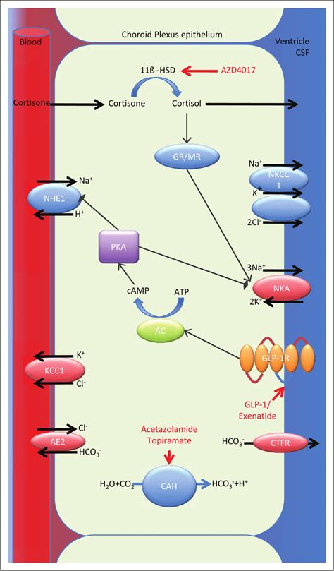 The major ion channels responsible for CSF secretion in the choroid ...