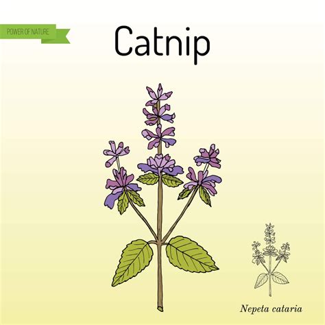 Catnip for cats - All about the plant and its effects | Cat’s Best