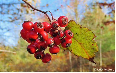 Hawthorn berries: identify, harvest, and make an extract - One Acre Farm